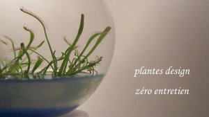 Plantes design zéro entretien