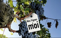 Mes vignes