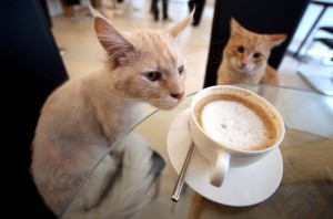 Le café des chats